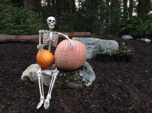 A Skeleton and two pumpkins